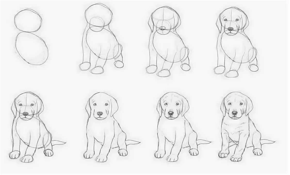 Как нарисовать Собаку карандашом поэтапно