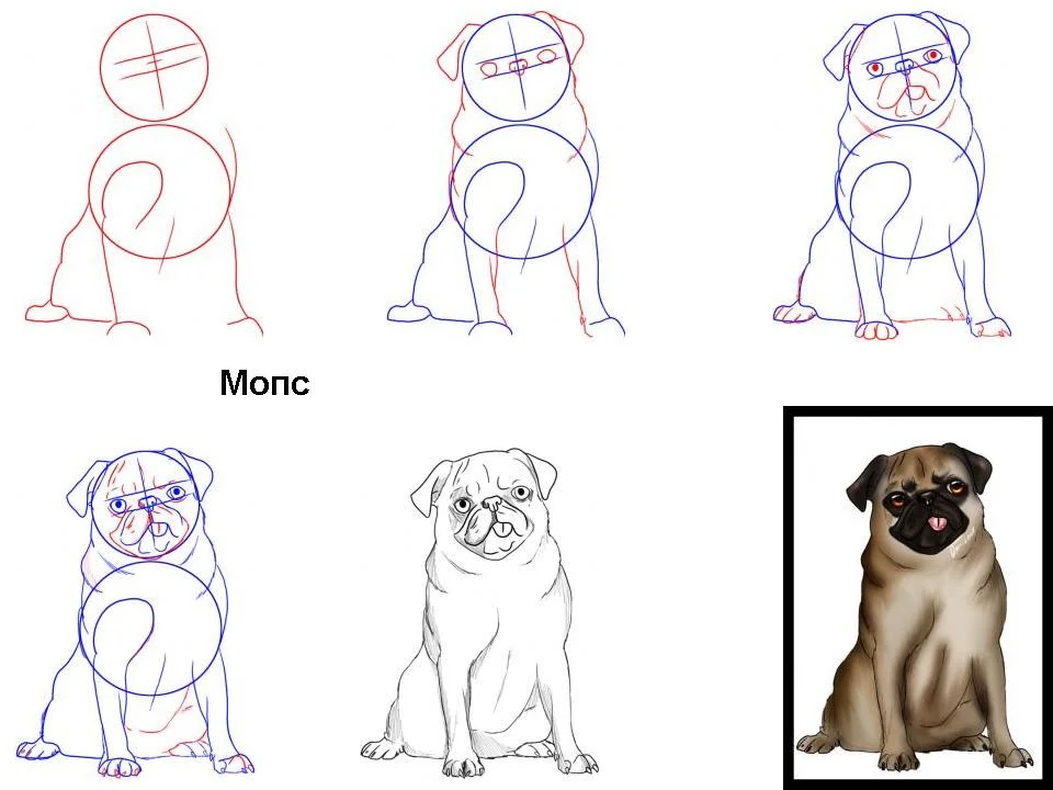 Быстро и легко нарисовать собаку. Собака рисунок. Собака рисунок карандашом. Рисунок собаки легкий. Рисунок собаки поэтапно.