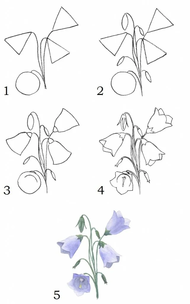 Как нарисовать цветок поэтапно карандашом