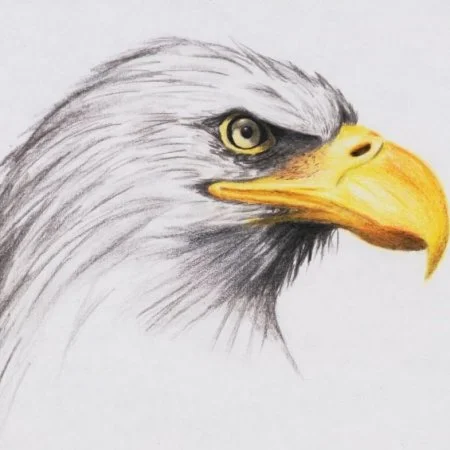 Как нарисовать орла поэтапно карандашом