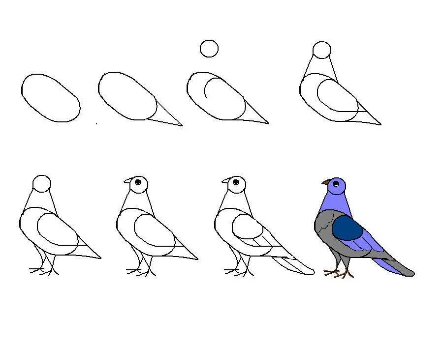 Рисунок птицы 5 класс. Рисование птиц. Поэтапное рисование птички. Этапы рисования птицы. Рисование птицы пошагово.