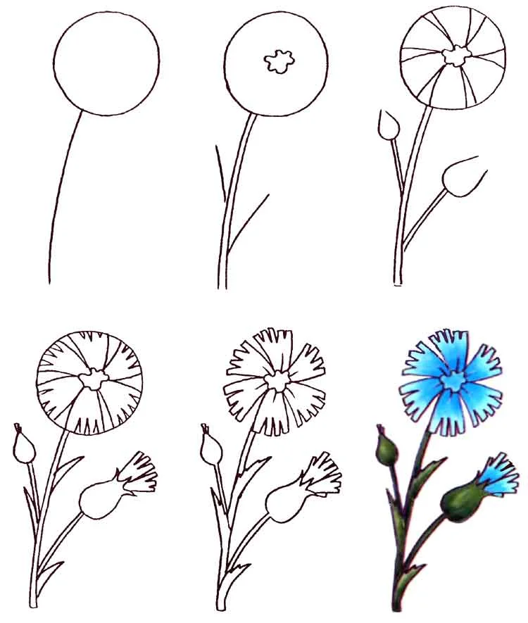 Разные цветы точно по времени. Поэтапное рисование цветов. Рисование цветов для детей. Поэтапное рисование цветов для детей. Легкие цветы для рисования.