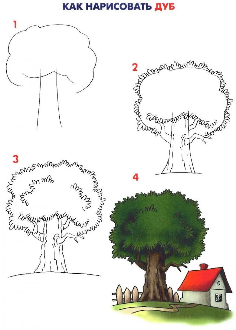 Как нарисовать дуб поэтапно карандашом