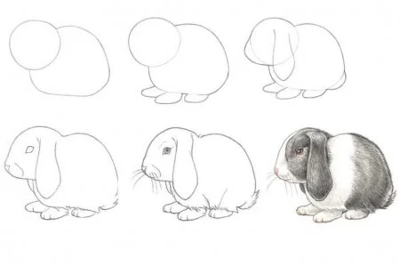 Как нарисовать кролика поэтапно карандашом