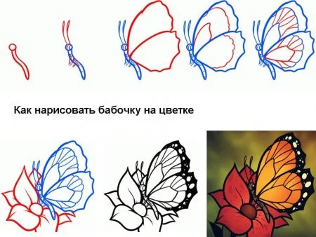 Как нарисовать бабочку поэтапно карандашом