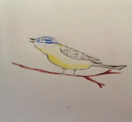Как нарисовать птичку поэтапно карандашом