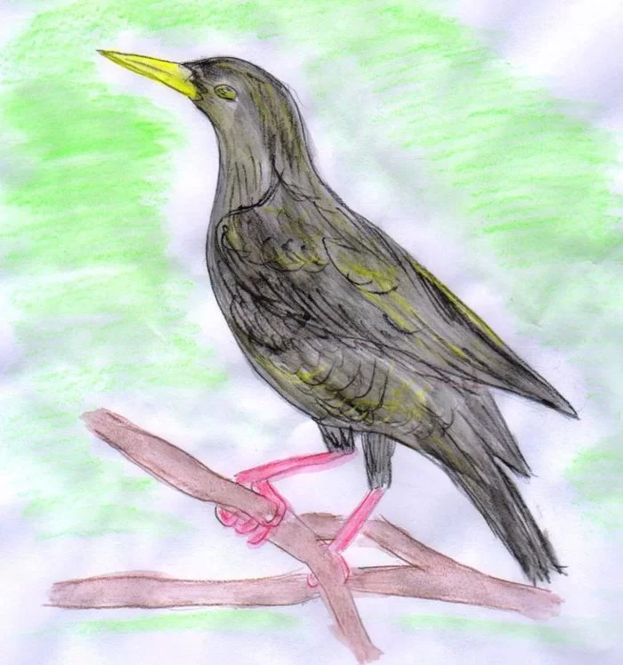 Как нарисовать на тему Птицы прилетели карандашом, красками поэтапно?